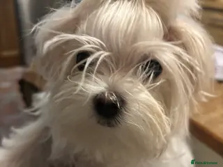 Maltese dogs Pretty girl Maltese - Advert 15