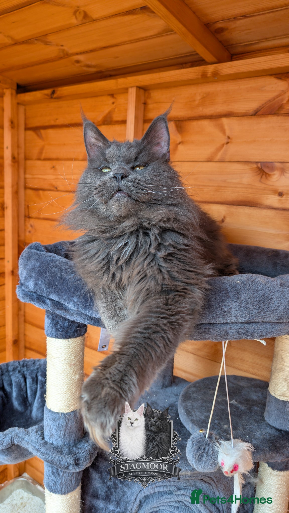 Maine Coon cats Large Blue Smoke Stud GCCF / TICA registered  - Advert 2