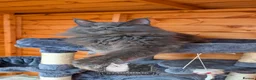 Maine Coon cats for stud: Large Blue Smoke Stud GCCF / TICA registered  - Advert 4