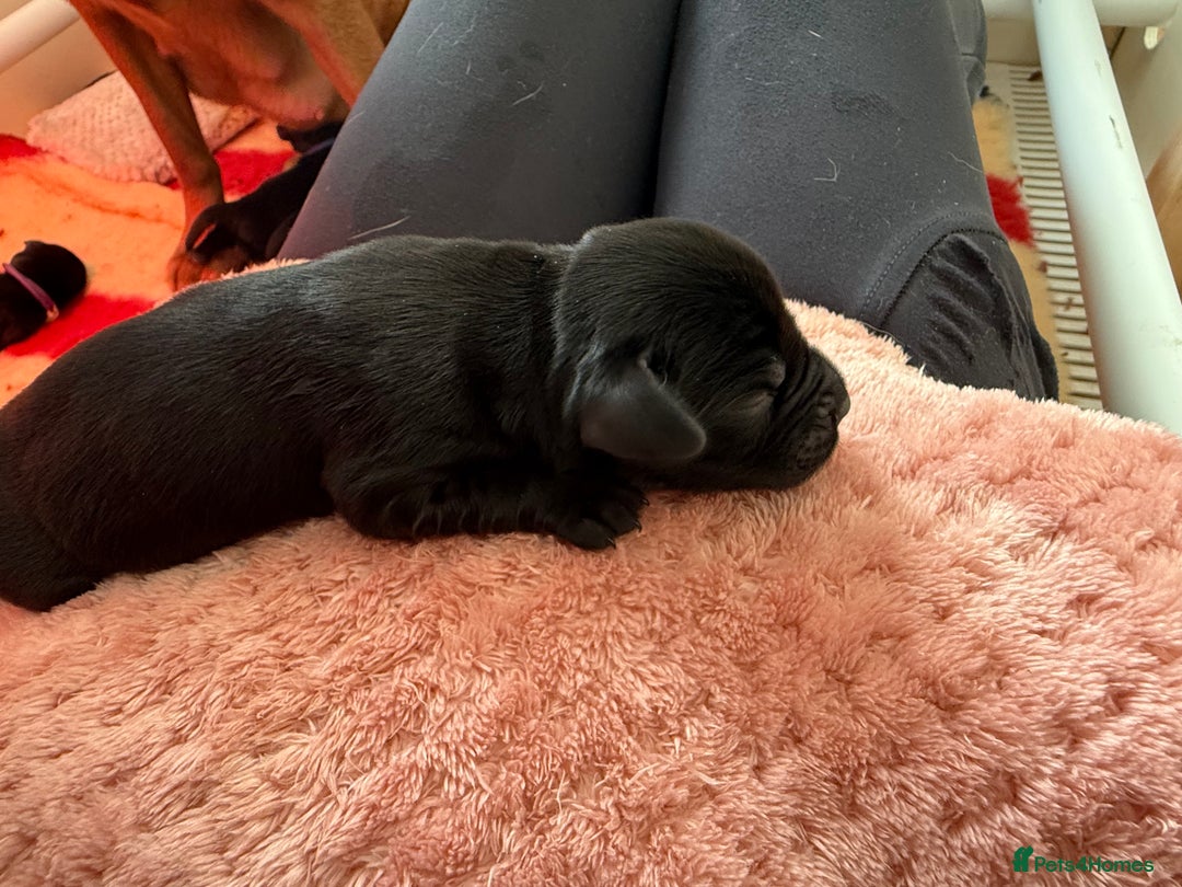 Labrador Retriever dogs for sale: Beautiful chunky litter of black pups  - Advert 12