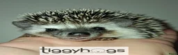 Pygmy Hedgehog rodents for sale: Ready from 9th may - 1 handsome Male - Advert 7