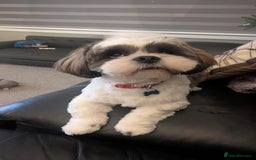 Lhasa Apso dogs for stud: KC registered PRA4 clear Lhasa apso for stud in Northampton - Image 6