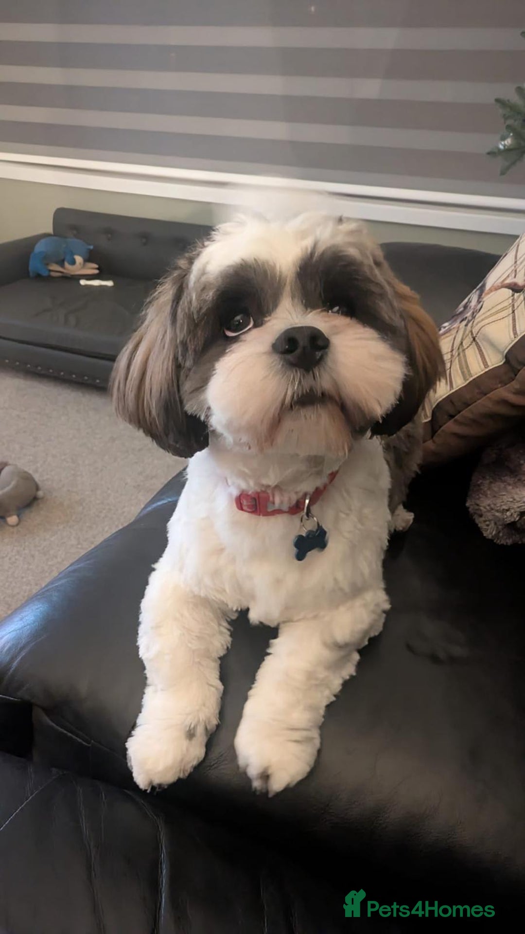 Lhasa Apso dogs for stud: KC registered PRA4 clear Lhasa apso for stud in Northampton - Image 6