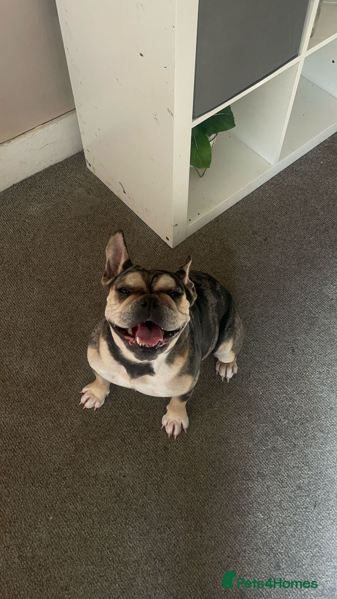 Mixed Breed dogs for sale: French bulldog cross  - Advert 6