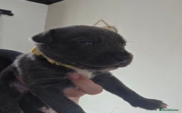 Mixed Breed dogs for sale: Adorable puppies for sale!  - Image 22