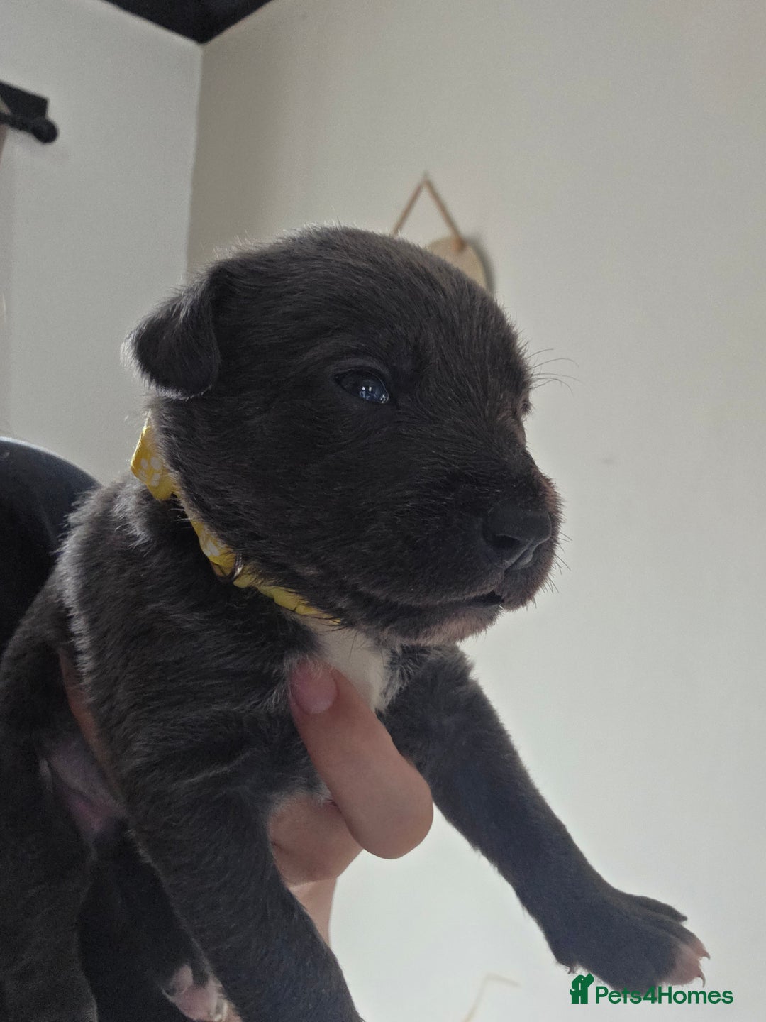 Mixed Breed dogs for sale: Adorable puppies for sale!  - Image 22