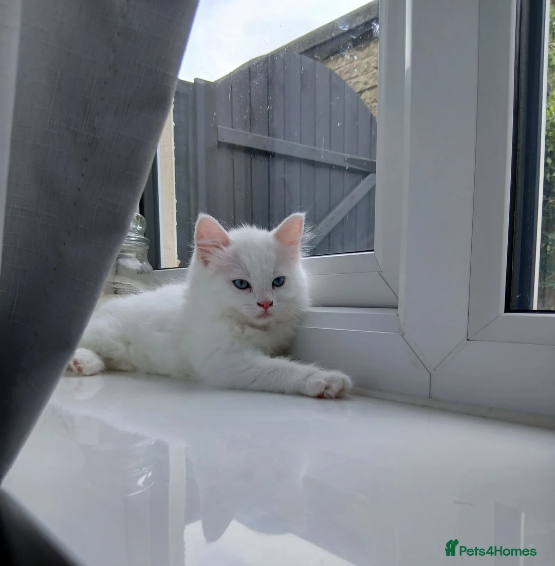Ragdoll cats for sale: Ragdoll mix turkish angora kitten - Advert 2