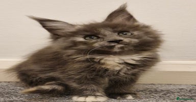 Maine Coon cats - Advert 1