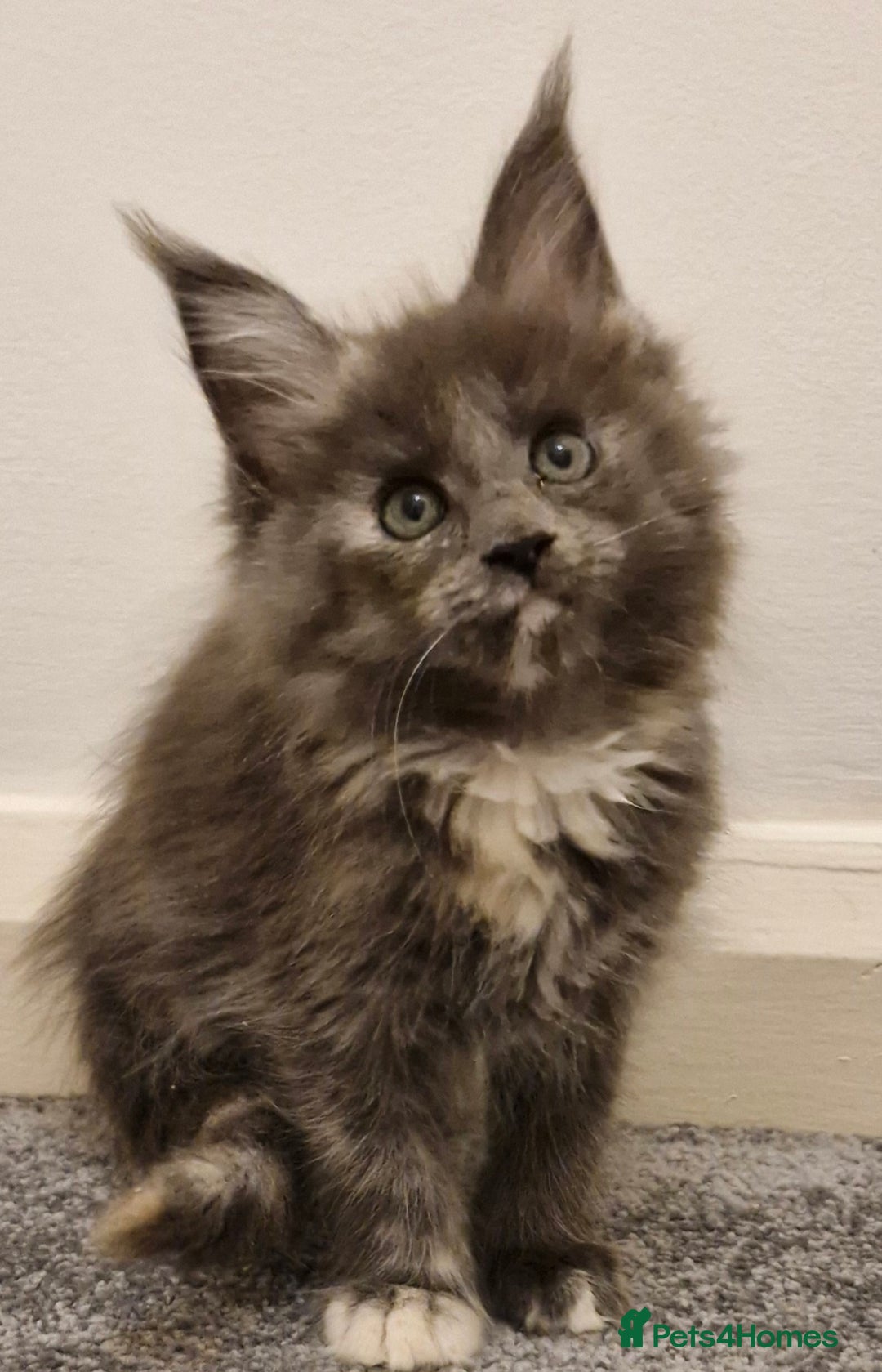 Maine Coon cats for sale: !!!BEAUTIFUL BIG BABIES AVAILABLE!!!  - Image 3