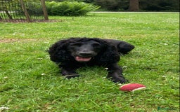 Cocker Spaniel dogs for sale: Cocker Spaniel - 4 years, Female - Image 1