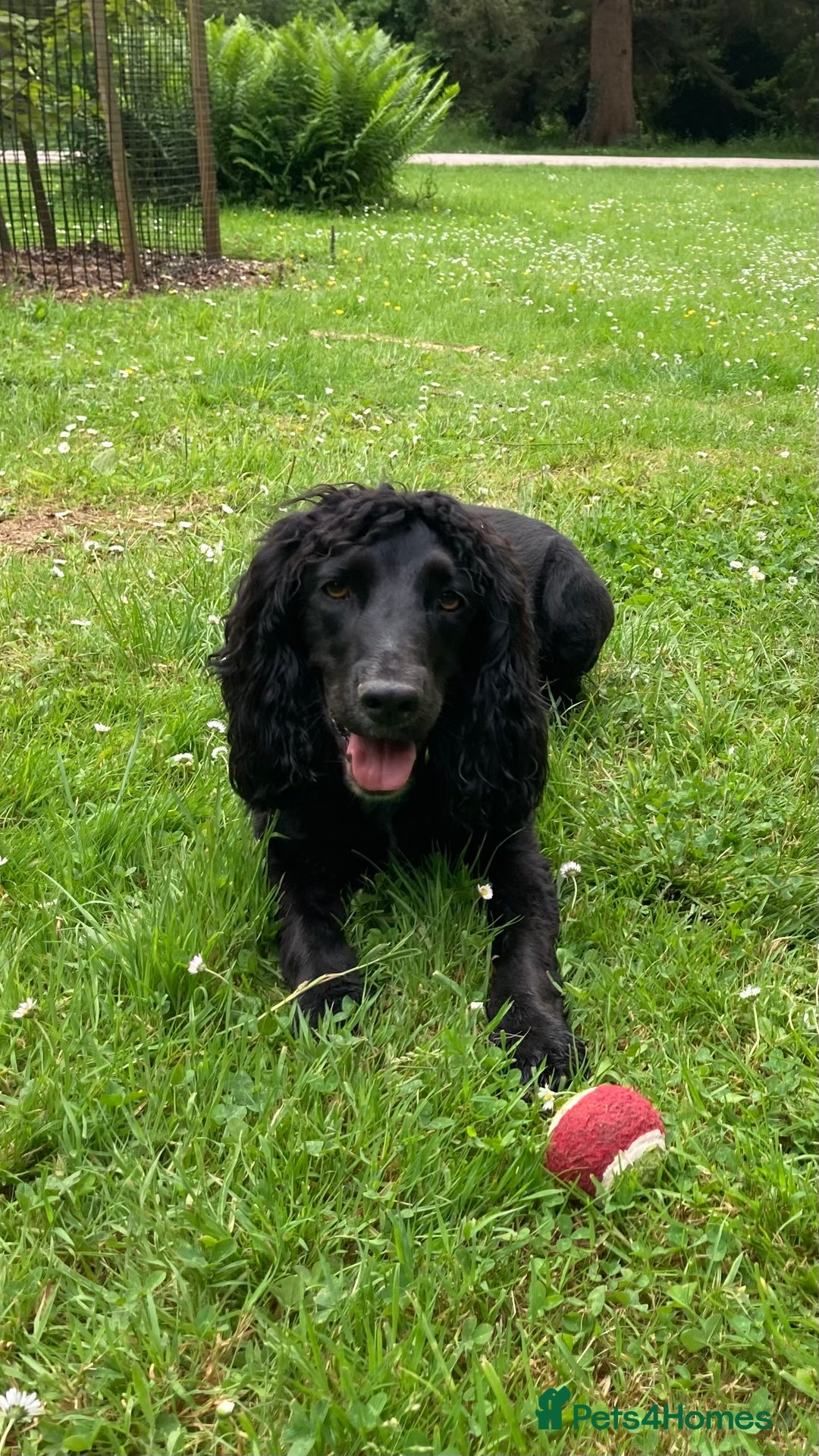 Cocker Spaniel dogs for sale: Cocker Spaniel - 4 years, Female - Image 1