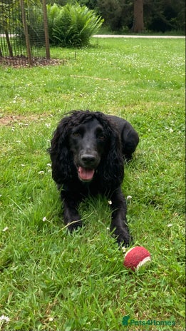 Cocker Spaniel dogs - Advert 5