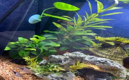 Other/Mixed Breed fish for sale: Tropical 22L Tank - Fish, Heater & Filter Included - Image 3