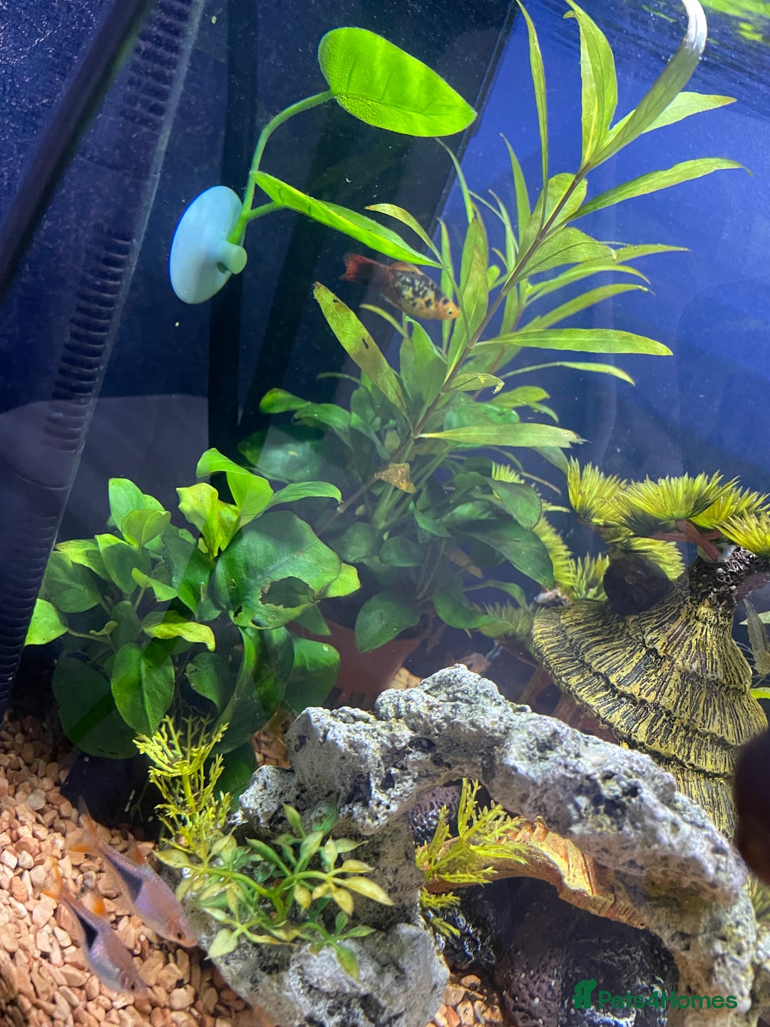 Other/Mixed Breed fish for sale: Tropical 22L Tank - Fish, Heater & Filter Included - Image 3