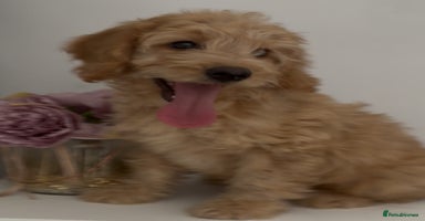 Cockapoo dogs in Treharris - Advert 2