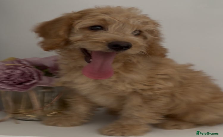 Cockapoo dogs in Treharris - Advert 8