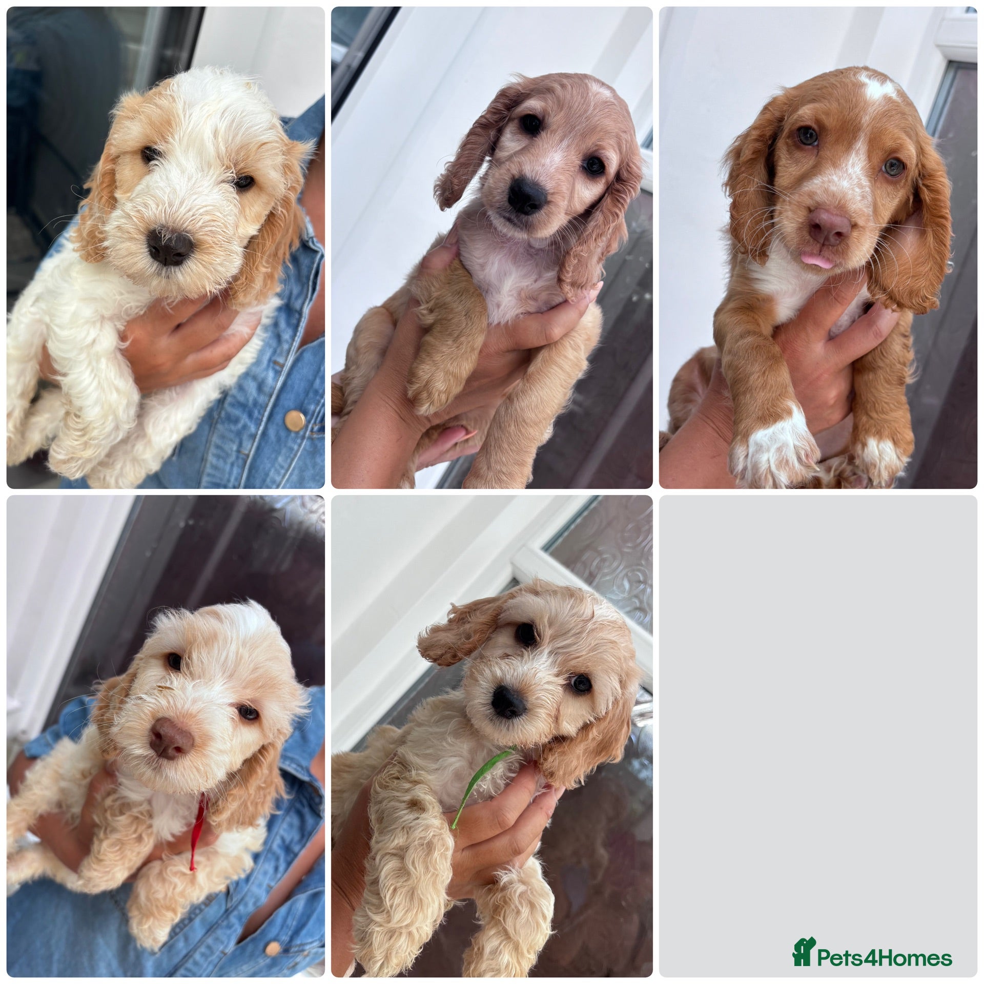 Cockapoo dogs 8 beautiful Cockapoos - Advert 1