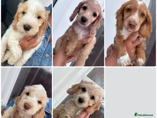 Cockapoo dogs 8 beautiful Cockapoos - Advert 1