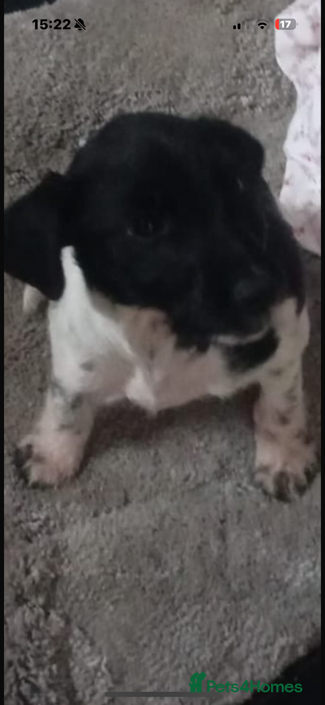 Patterjack dogs for sale: Miss  - Advert 2