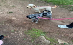 Cockapoo dogs for sale: Cockapoo - Image 14