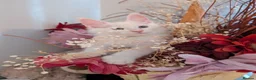 Maine Coon cats for sale: Maine Coons kittens  - Advert 9
