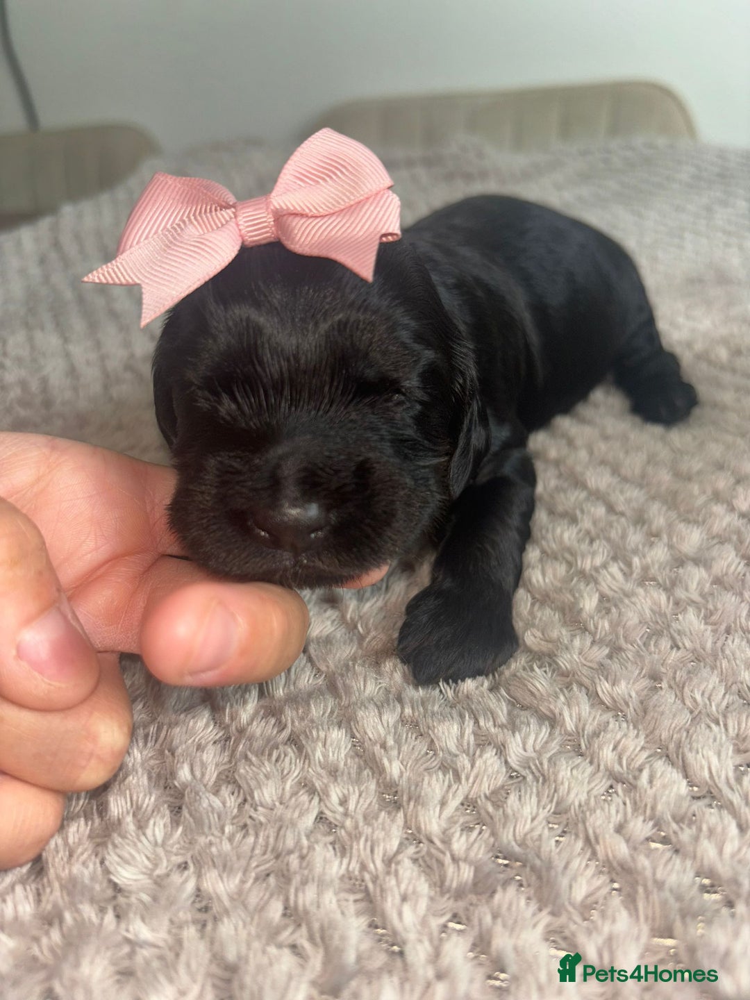 Cockapoo dogs for sale: F1 cockapoo absolute stunning puppies 1 Girl - Image 7