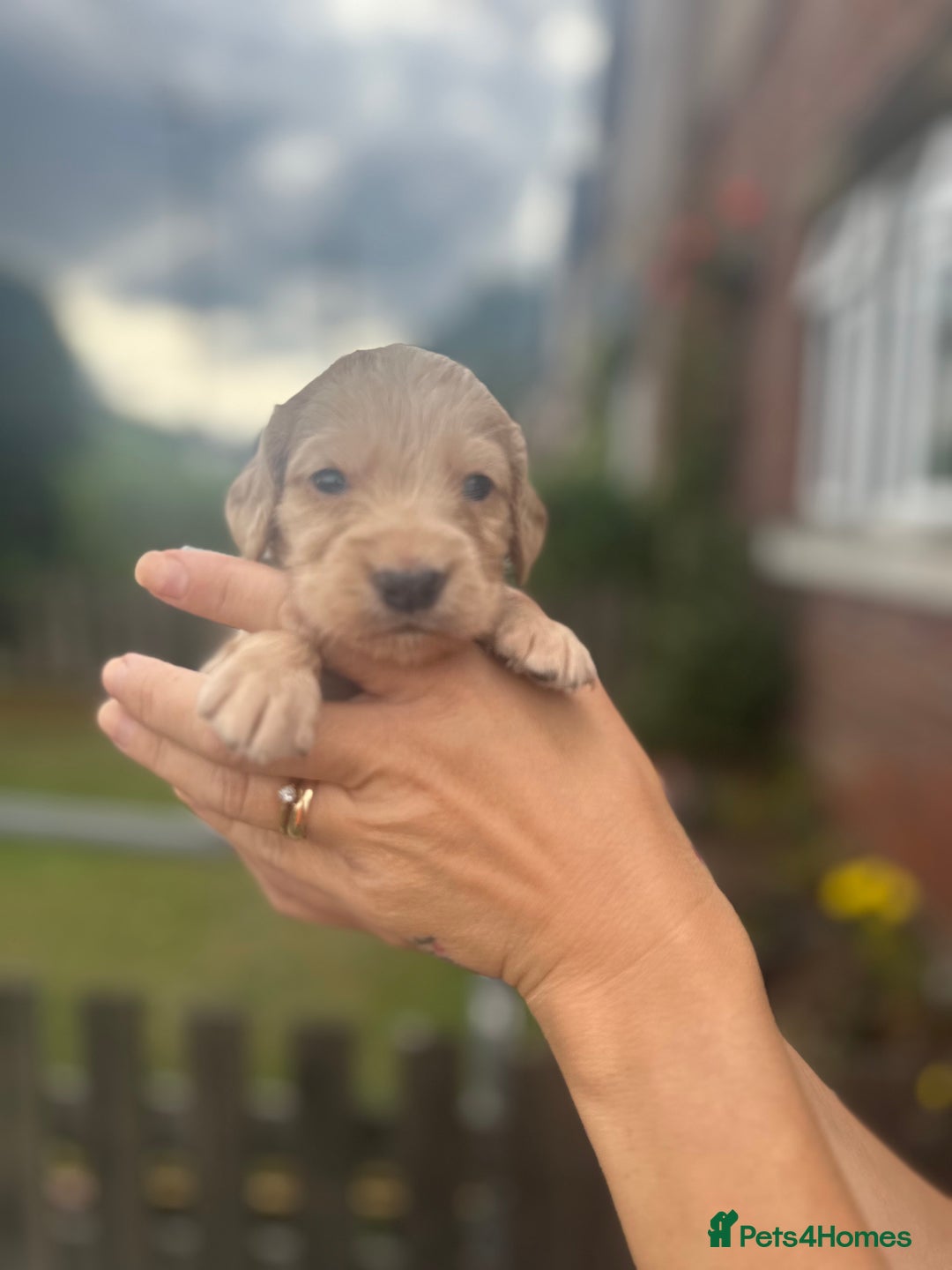 Cockapoo dogs for sale: Stunning f1b cockapoo puppies!!  - Image 18