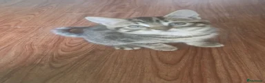 Mixed Breed 3 tabby 