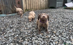 Labrador Retriever dogs for sale: Silver Labrador puppies Ready now!!!! REDUCED  - Advert 1