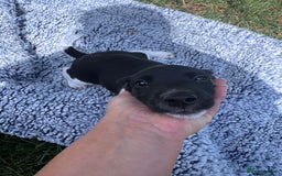 Jack Russell dogs for sale: 5 Available: Jack Russell Puppies. 2 Girls, 3 Boys - Image 29