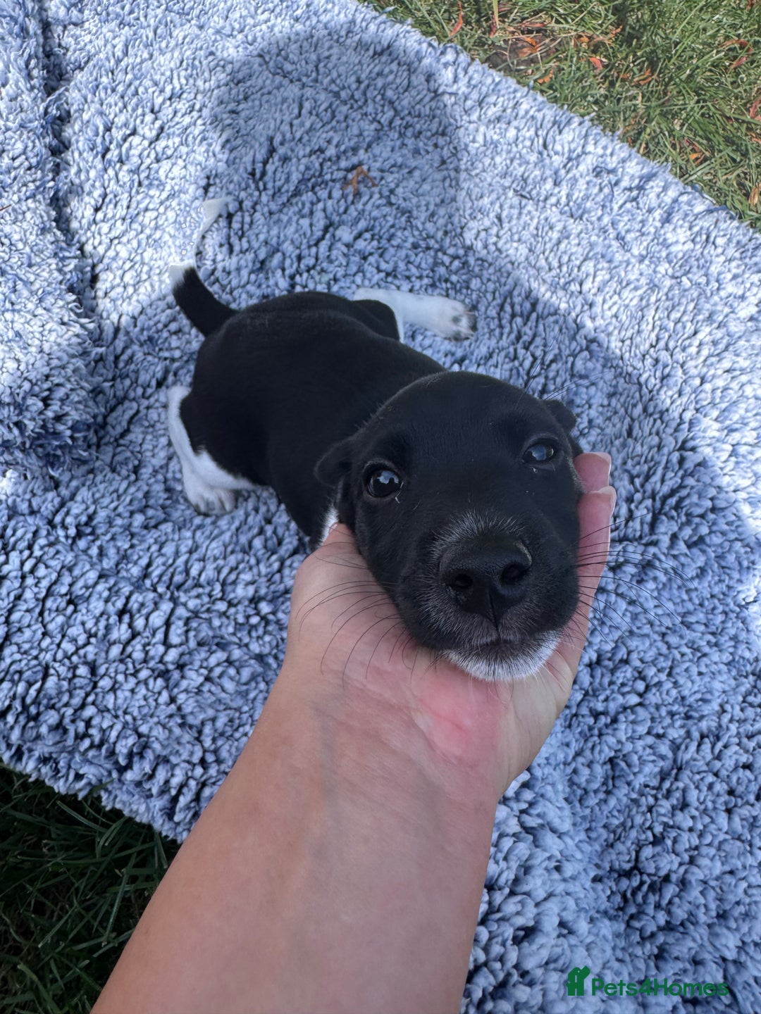 Jack Russell dogs for sale: 5 Available: Jack Russell Puppies. 2 Girls, 3 Boys - Image 29