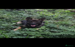 German Shepherd dogs for stud: Stud Dog  - Image 4