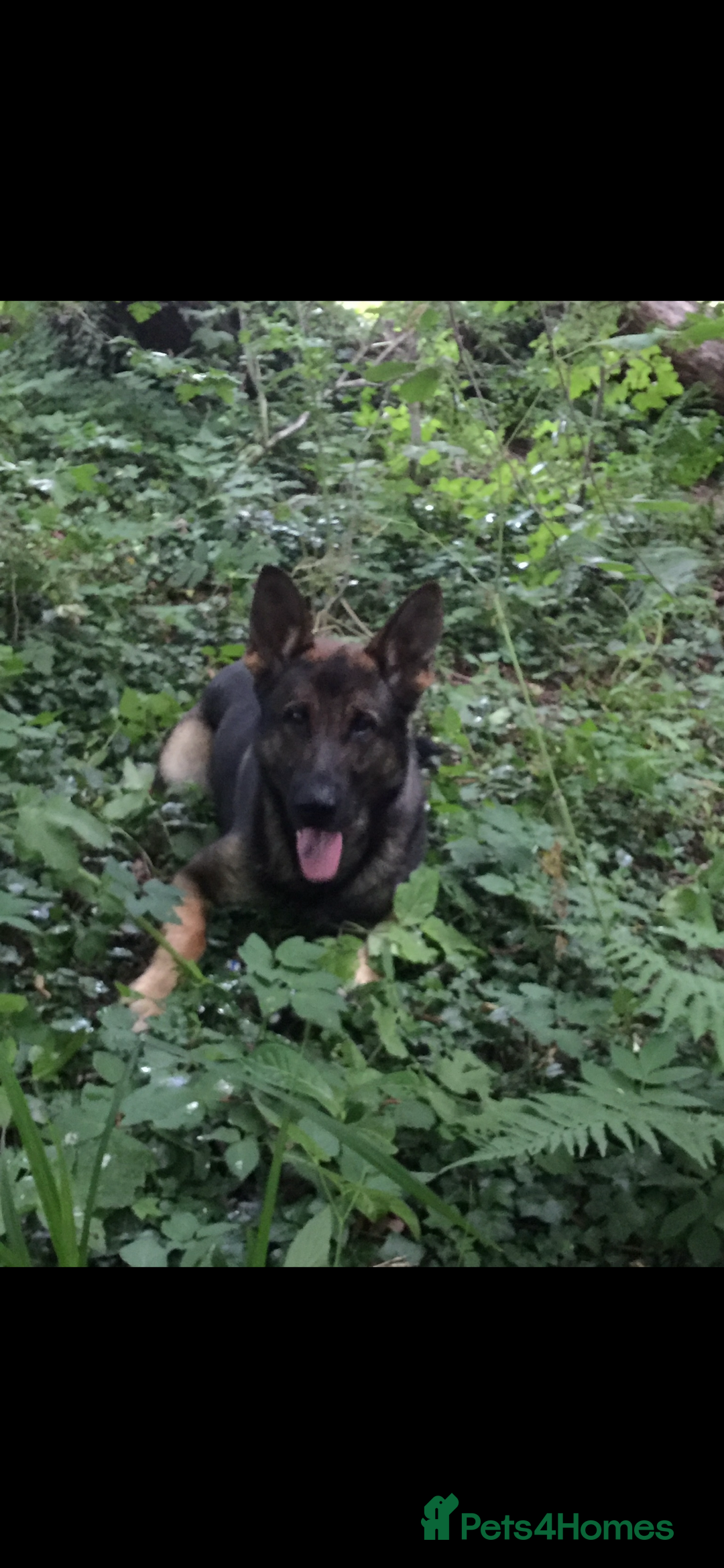 German Shepherd dogs for stud: Stud Dog  - Image 4