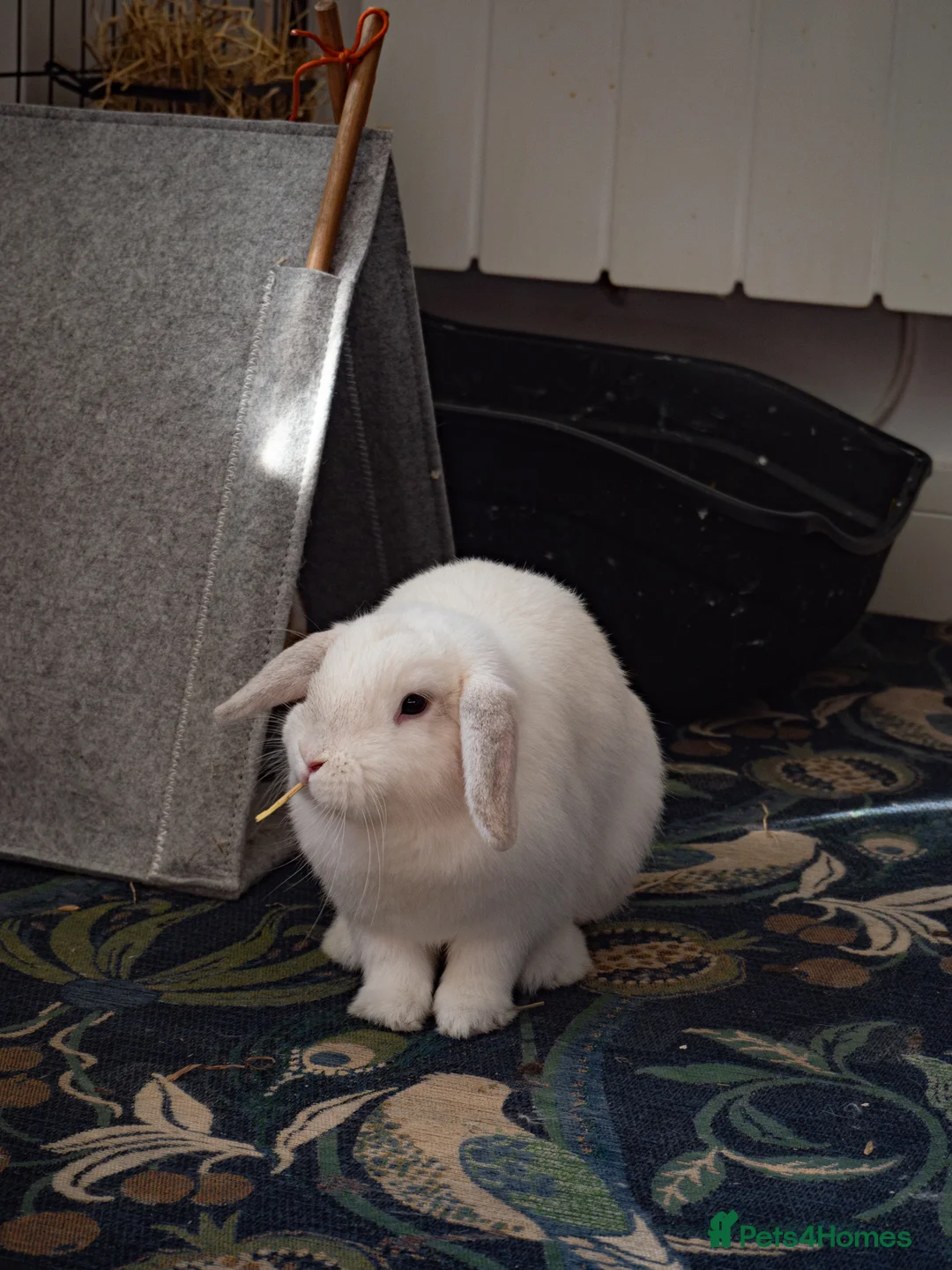 Mini Lop rabbits for sale: 2 Mini Lop Eared Rabbit Siblings - Advert 2