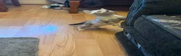 Bengal cats for sale: Pure Snow bengal  - Advert 4