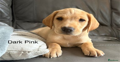 Labrador Retriever dogs in Bacup - Advert 5