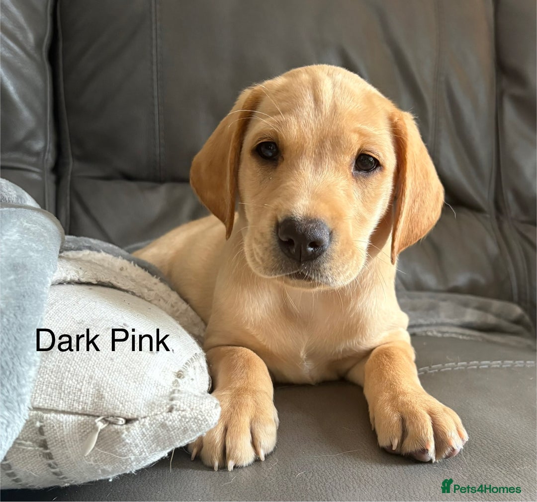 Labrador Retriever dogs for sale: Kc Red/yellow*READY NOW*Labrador Puppies  in Bacup - Image 2
