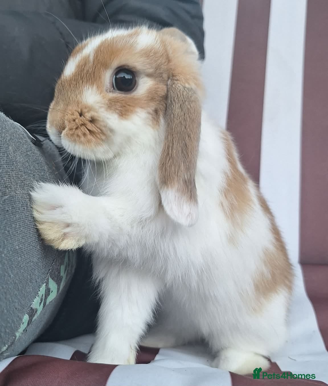 Mini Lop rabbits mini lops  3 left  - Advert 18