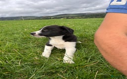 Border Collie dogs for sale: ⭐️ Border Collie Puppies ⭐️ - Image 13