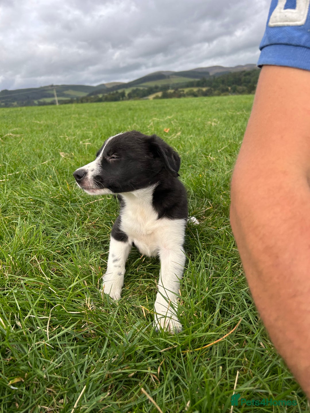 Border Collie dogs for sale: ⭐️ Border Collie Puppies ⭐️ - Image 13