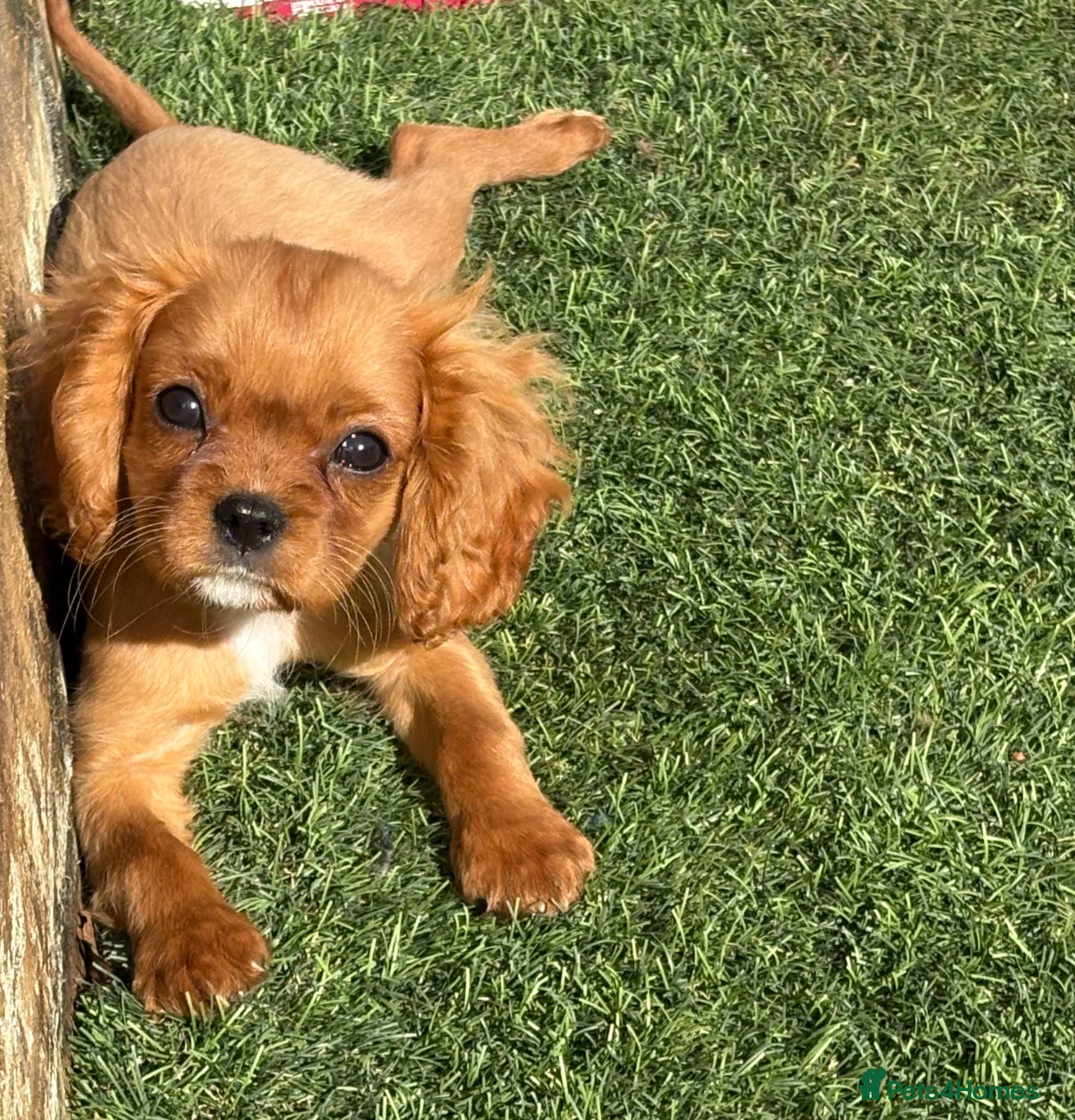 Cavalier King Charles Spaniel dogs READY TO LEAVE - YELLOW COLLOR NOW AVAILABLE  - Advert 1