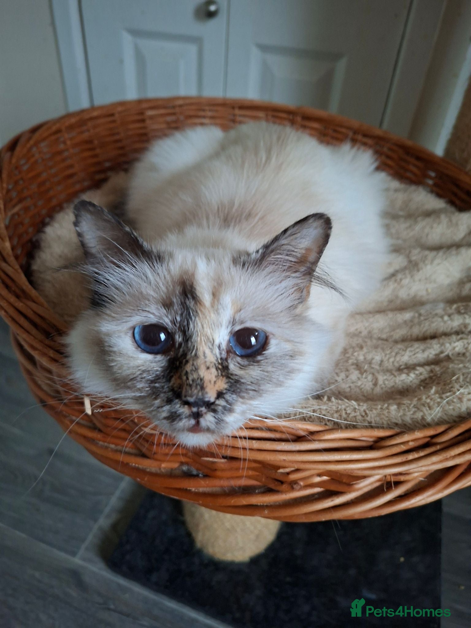 Birman cats Beautiful Birman kittens - Advert 3