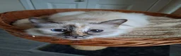 Birman cats for sale: Beautiful Birman kittens - Advert 1