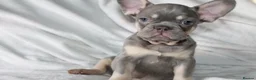 French Bulldog dogs for sale: RARE-NEW SHADE ROJO or LILAC FRENCHIES KC REG - Advert 7