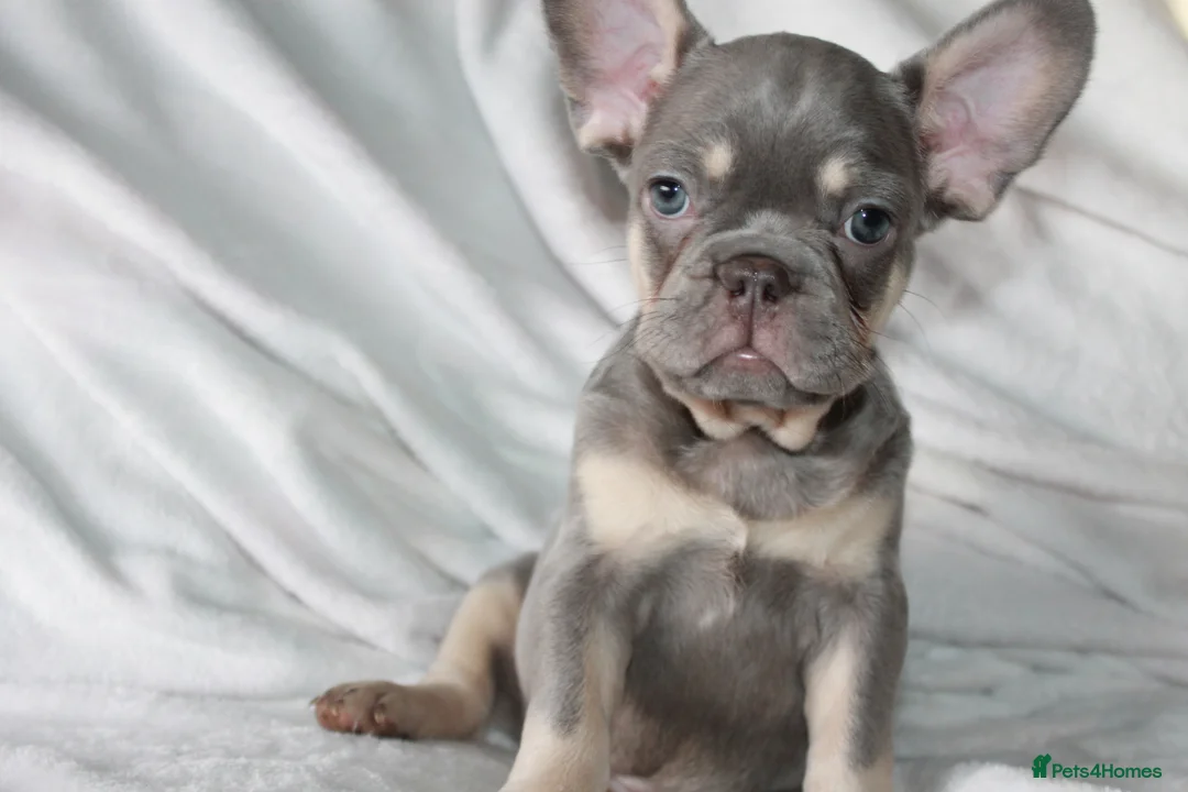 French Bulldog dogs for sale: RARE-NEW SHADE ROJO or LILAC FRENCHIES KC REG - Advert 7