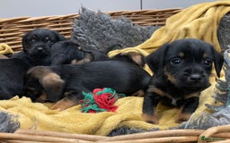 Mixed Breed dogs for sale: Border Terrier cross puppies  - Image 2