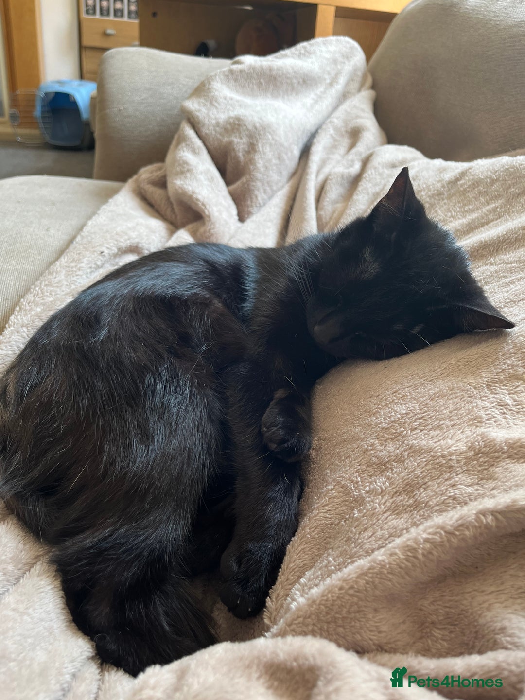 British Shorthair cats for sale: Loving Home Wanted for Black Cat – Nina 🐾 - Advert 3