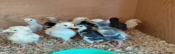 Chickens poultry for sale: ko shamo chicks for sale please see below in ELY - Advert 2