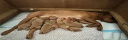 Labrador Retriever dogs for sale: KC Registered Fox Red Lab Puppies Raised Vet’s Hom - Advert 5