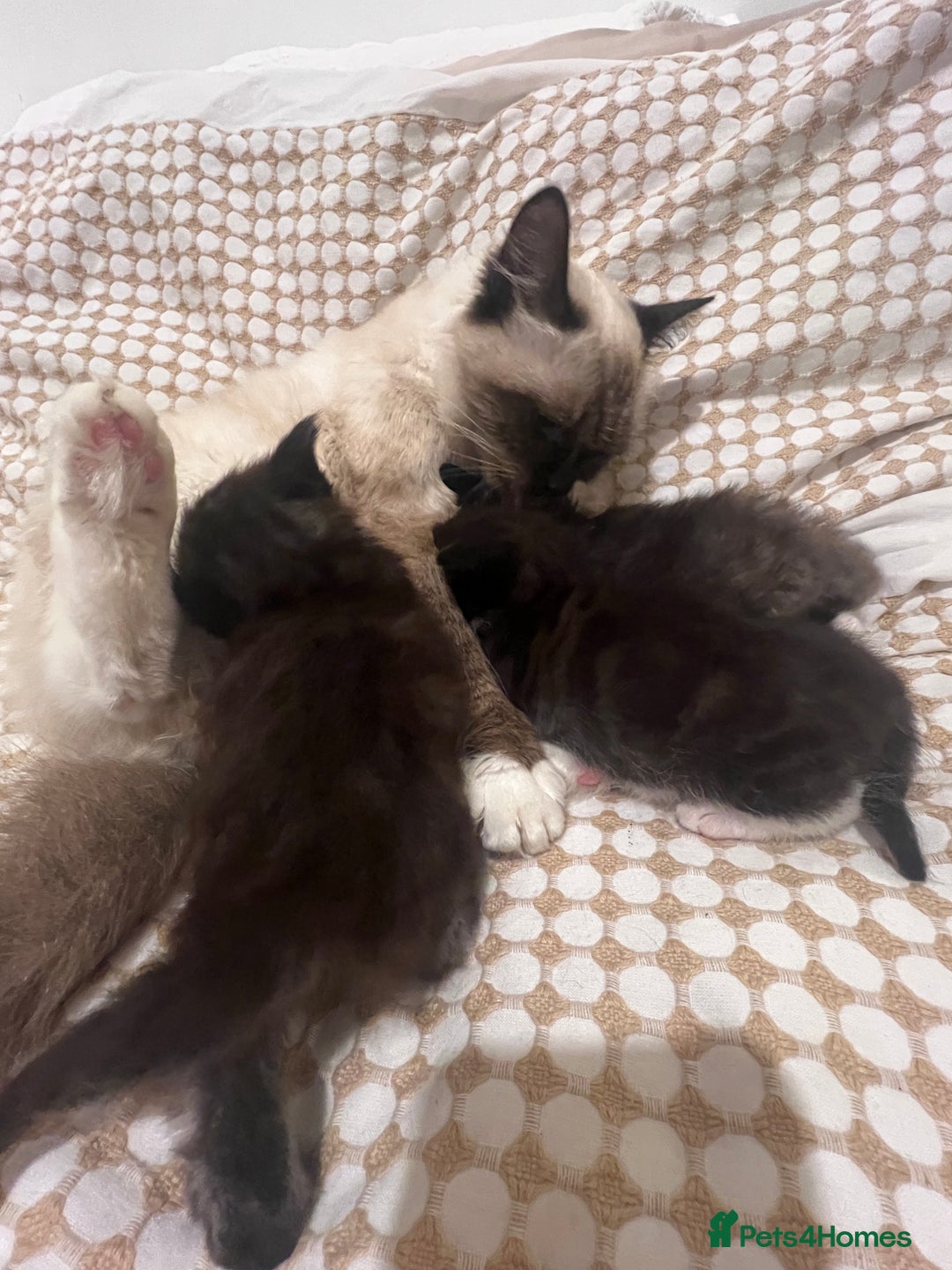 Mixed Breed cats for sale: Ragdoll mixed breed - Advert 12